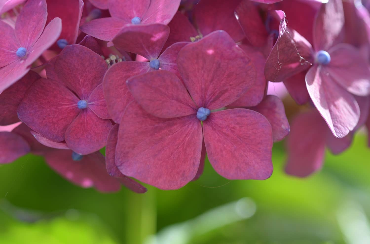 Joyería sostenible y de inspiración natural . Tejeluz