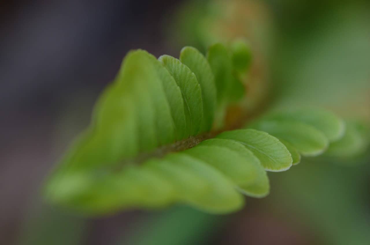 Joyería sostenible y de inspiración natural-Tejeluz